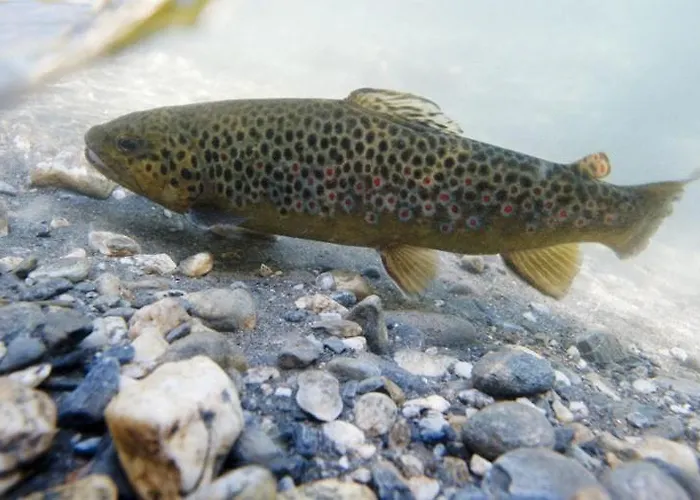 Communaux A Lourdios-Ichere